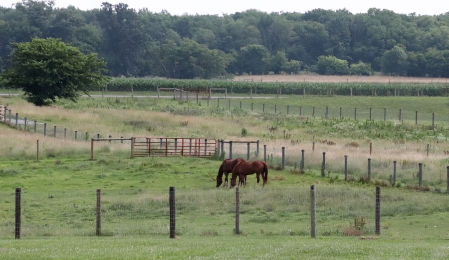 Horses+in+fields+at+WKU+Farm.+Photo+taken+by+Anna+Agarwal+Millard+North+High+School.