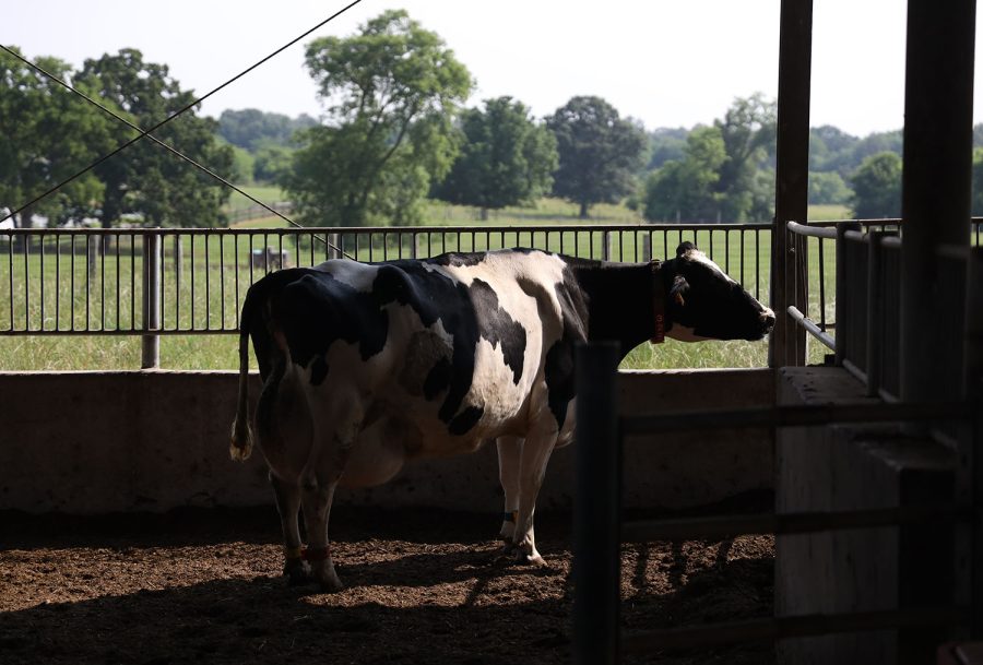 The sun shines bright on a cow on June 6 as she is about to birth her fourth calf. The cow is part of the Smart Holstein Lab at the WKU Farm. (Photo By Anna Bell Lee/ Texas High School)