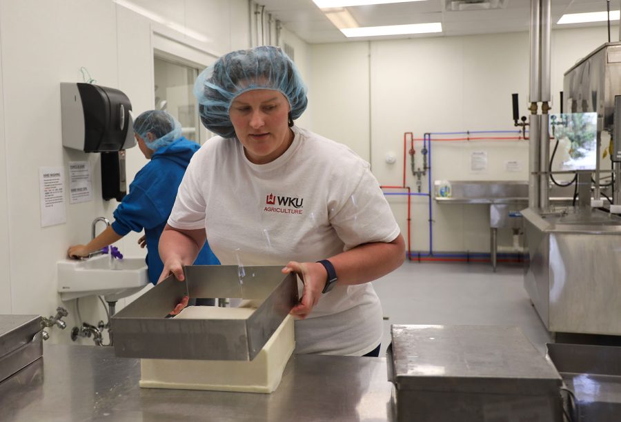 Creamery Technician Nikki Roof lifts a cheese press while preparing a batch of cheddar cheese at the Hilltopper Creamery on June 8.