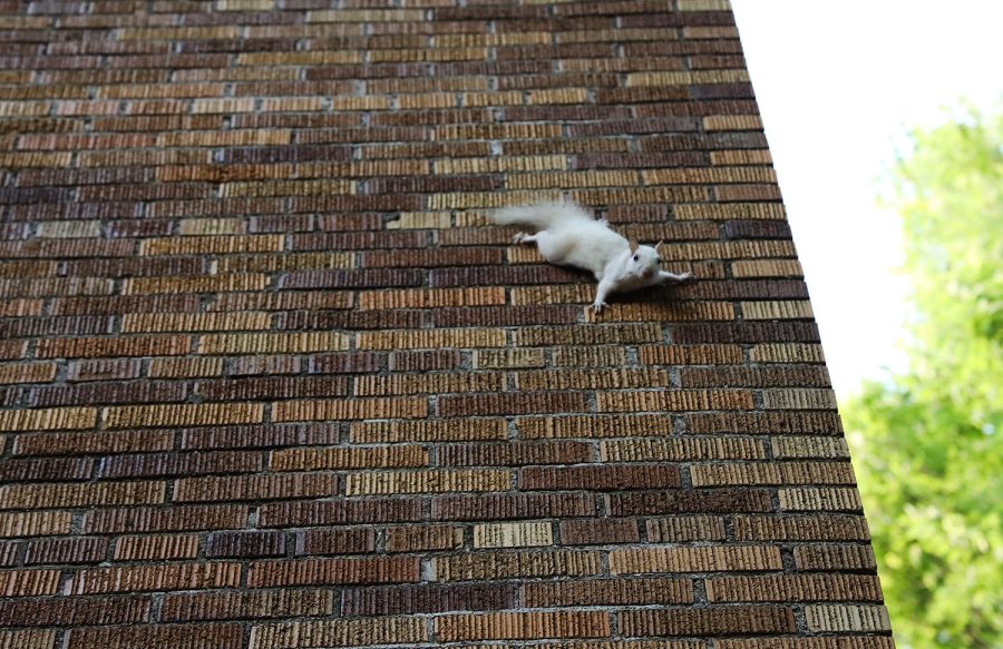 A white squirrel scales the wall of Potter Hall on WKU’s campus.