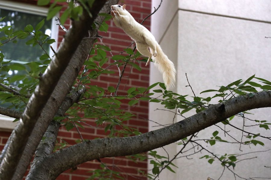 A white squirrel leaps across a branch of a tree on WKU’s campus. WKU is known for its white squirrel population.