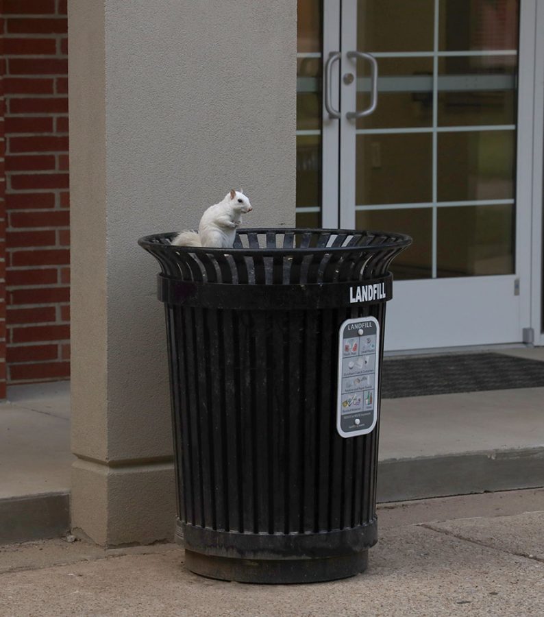 A white squirrel sits on top of a trash can outside Southwest Hall at WKU.